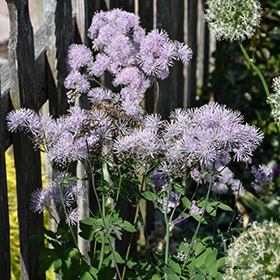 Plant Photo 10