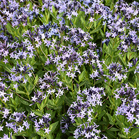 Plant Photo 7