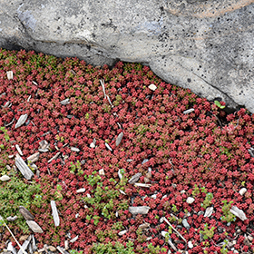 Plant Photo 3