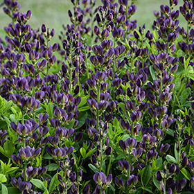 Plant Photo 7