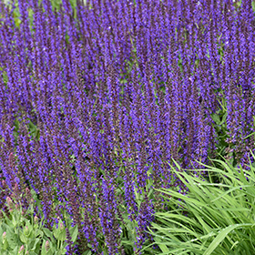 Plant Photo 9