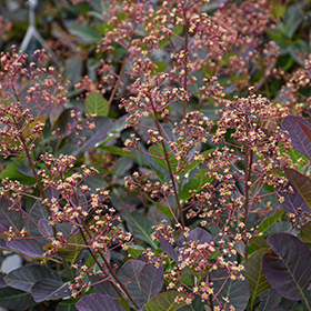 Plant Photo 3