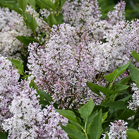 Plant Photo 8