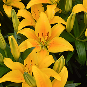Plant Photo 2