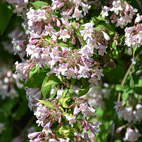 Plant Photo 5