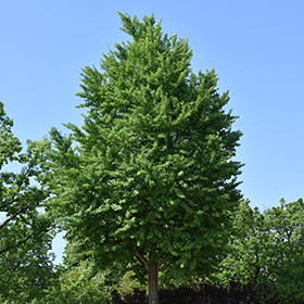 Plant Photo 8