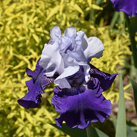 Plant Photo 4