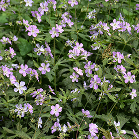 Plant Photo 10