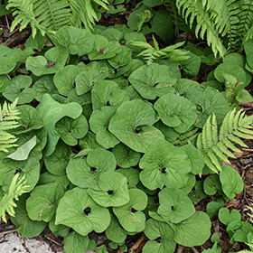 Plant Photo 4