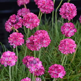 Plant Photo 5
