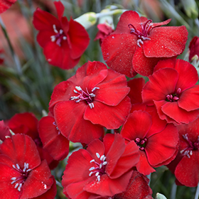 Plant Photo 8