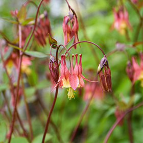Plant Photo 10