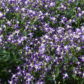 Plant Photo 5