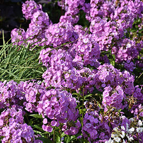Plant Photo 8