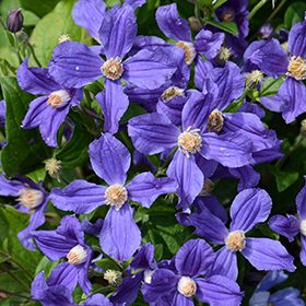Plant Photo 4