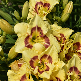 Plant Photo 3
