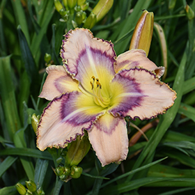 Plant Photo 9