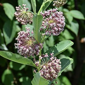 Plant Photo 5