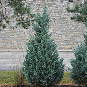 Plant Photo 8