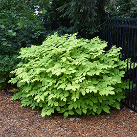 Plant Photo 3