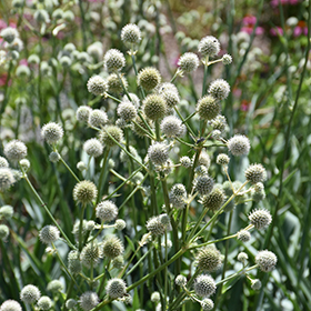 Plant Photo 8