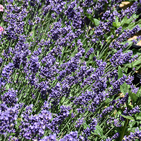 Plant Photo 2