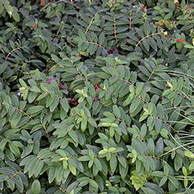 Plant Photo 6