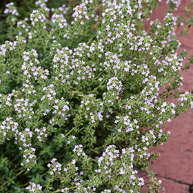 Plant Photo 5