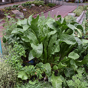 Plant Photo 5