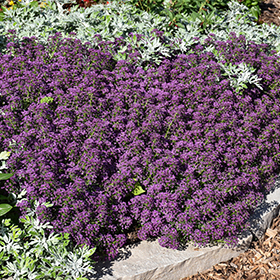 Plant Photo 10