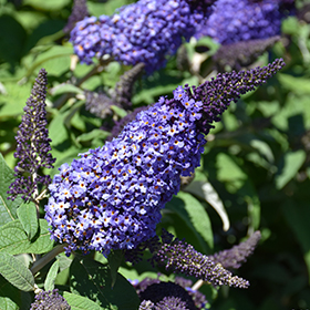 Plant Photo 3