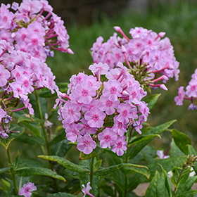 Plant Photo 8