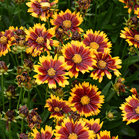 Plant Photo 7