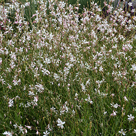 Plant Photo 8