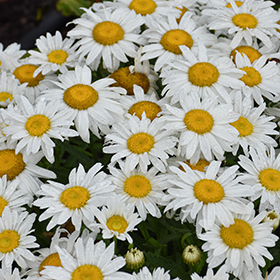 Plant Photo 5