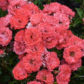 Plant Photo 2