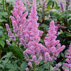 Plant Photo 6