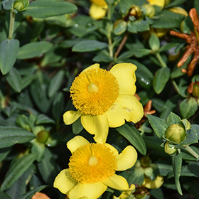 Plant Photo 7