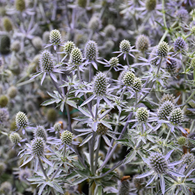 Plant Photo 6