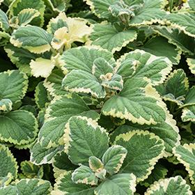 Plant Photo 5