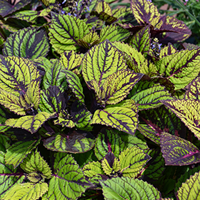 Plant Photo 1