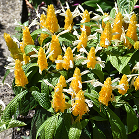 Plant Photo 5