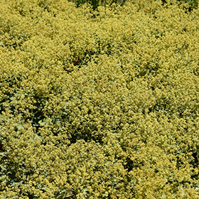 Plant Photo 1