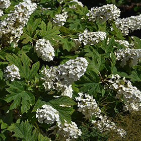 Plant Photo 5