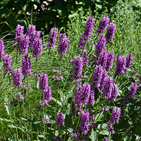 Plant Photo 7
