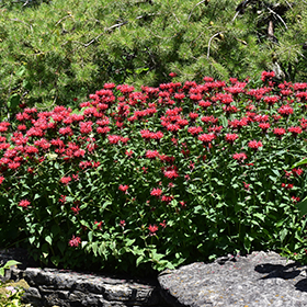Plant Photo 7