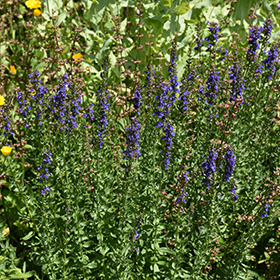 Plant Photo 9
