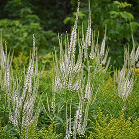 Plant Photo 5