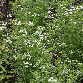 Plant Photo 9