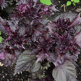 Plant Photo 3